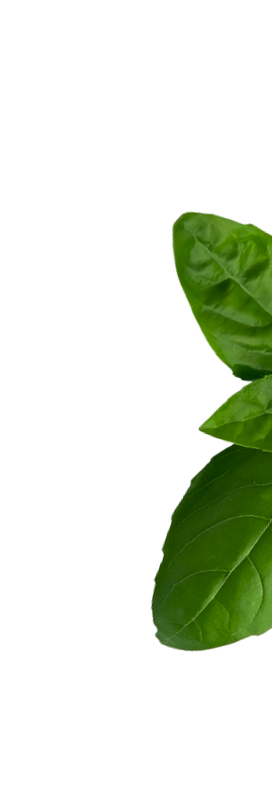main-basil
