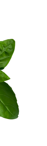 main-basil
