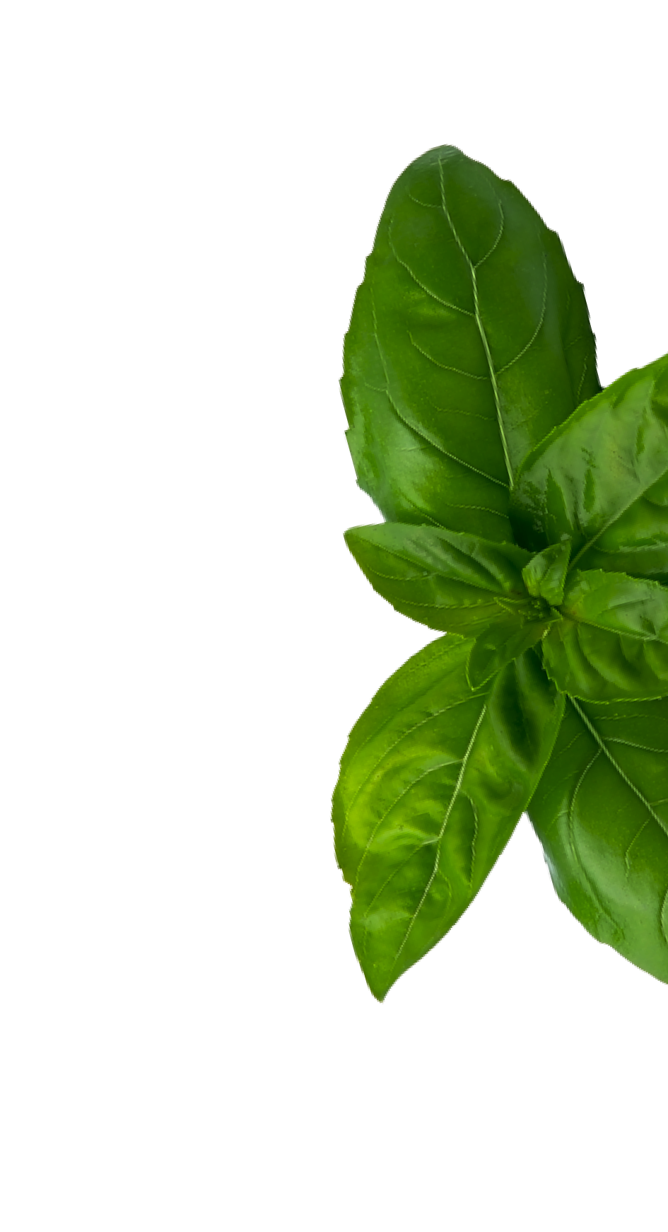 main-basil