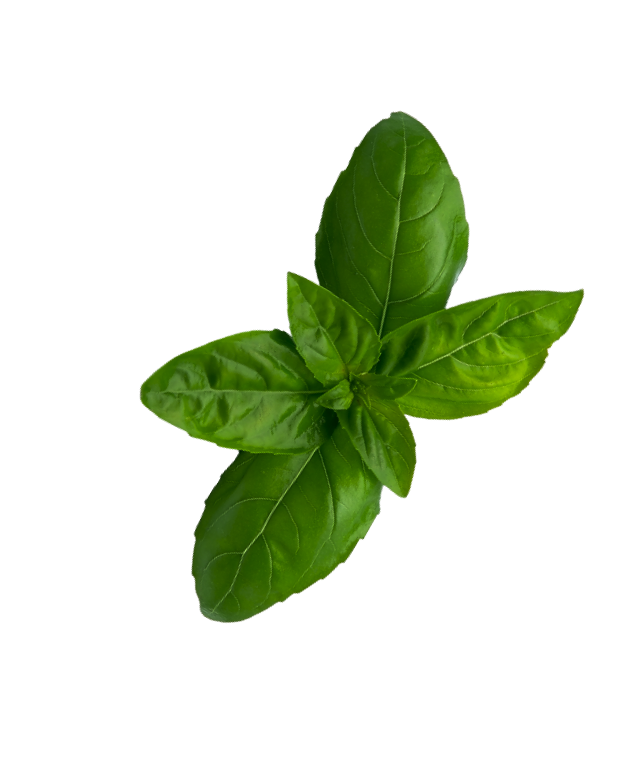 card-basil