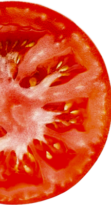 main-tomato